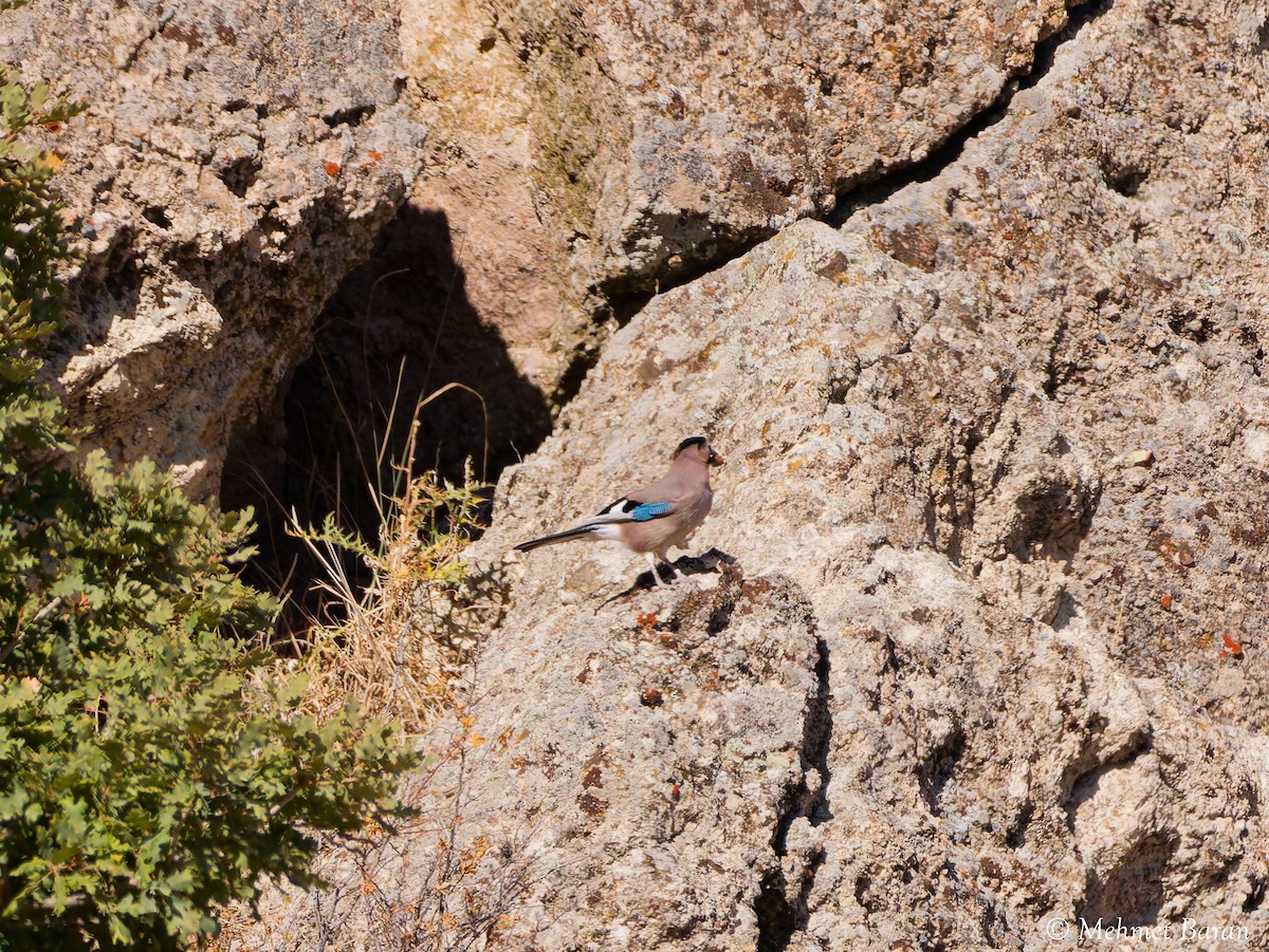 Eurasian Jay - ML642964500