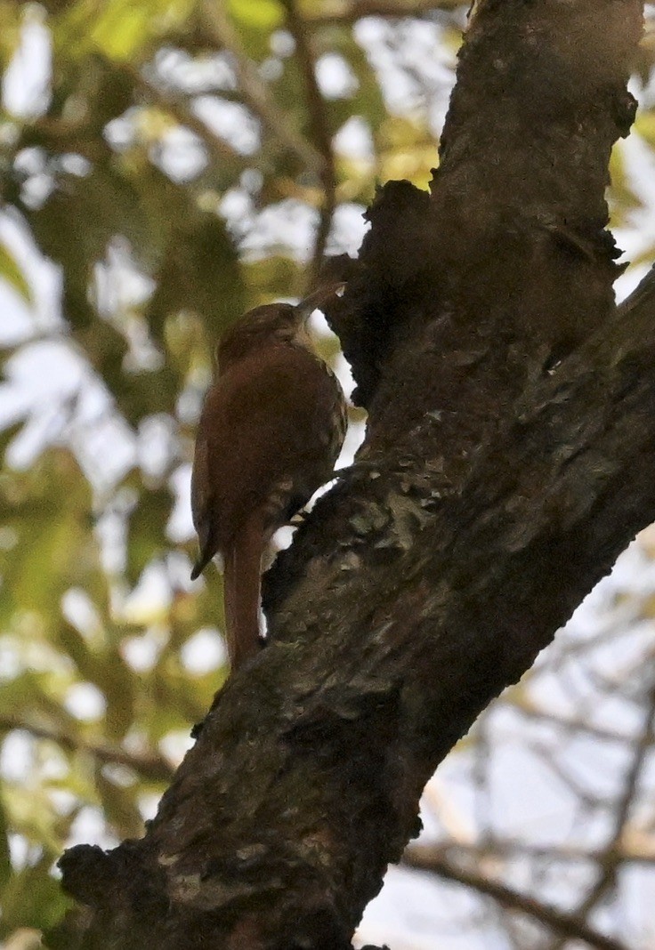 Scaled Woodcreeper - ML642964501