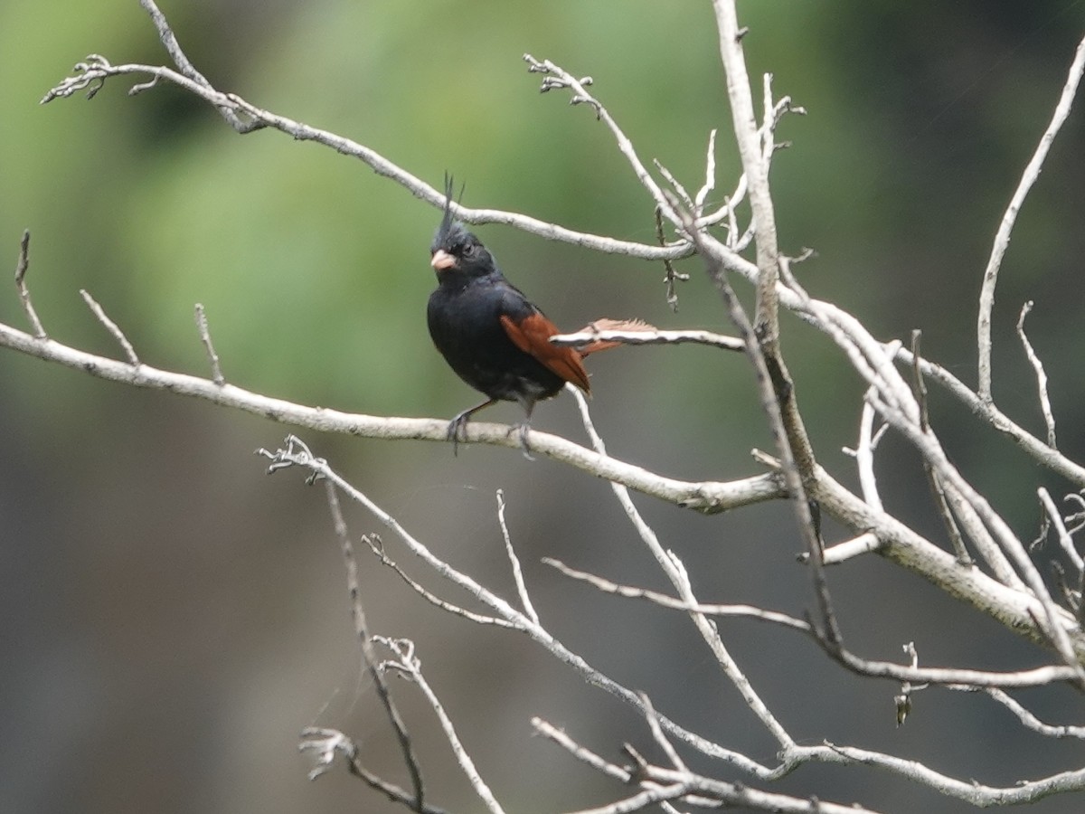 Crested Bunting - ML642964502