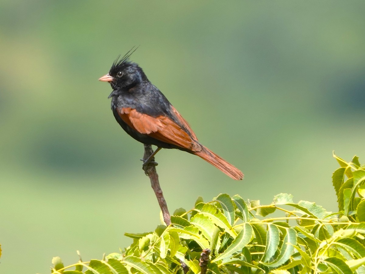 Crested Bunting - ML642964503