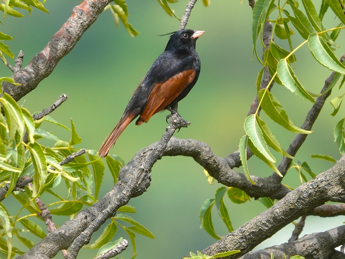 Crested Bunting - ML642964504