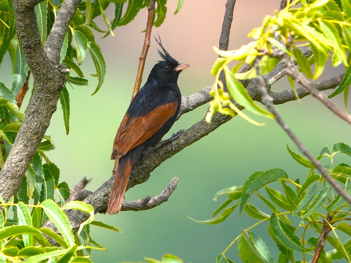 Crested Bunting - ML642964505