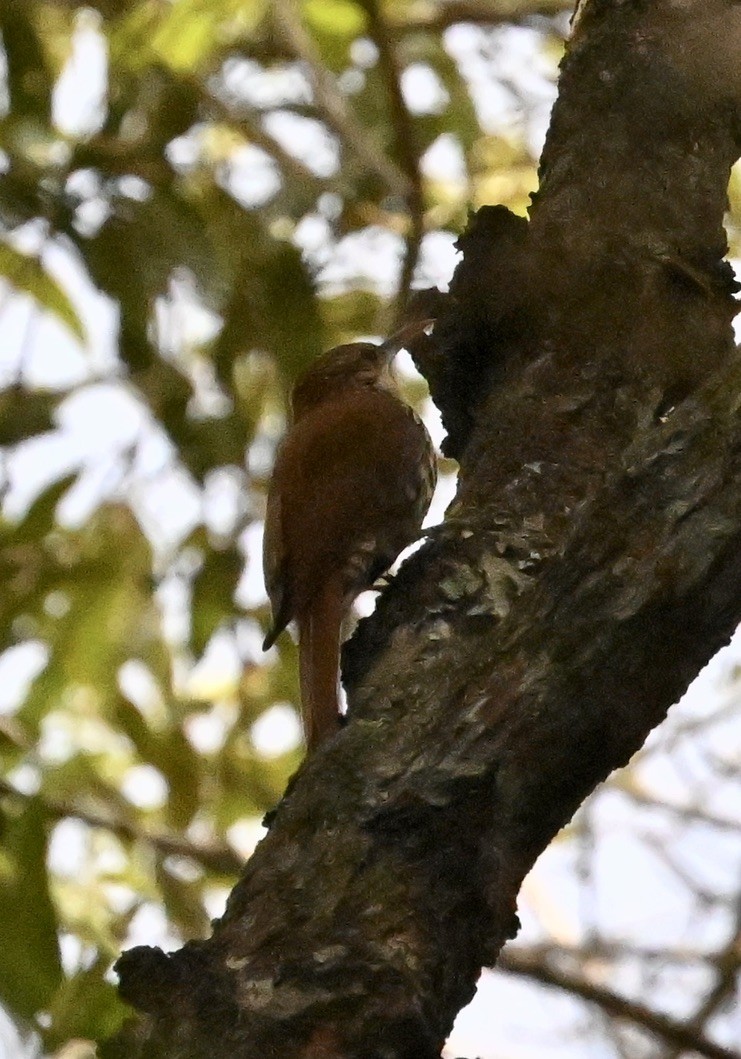 Scaled Woodcreeper - ML642964506