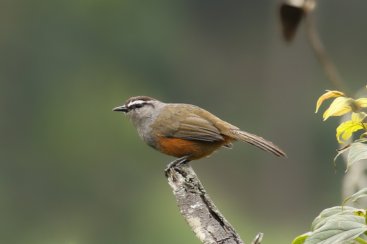 Palani Laughingthrush - ML642964515