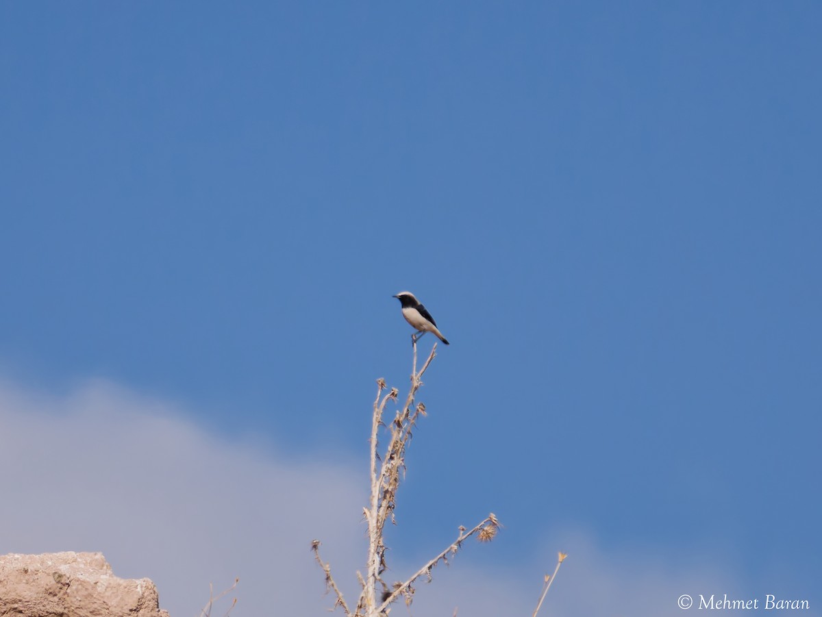 Finsch's Wheatear - ML642964519