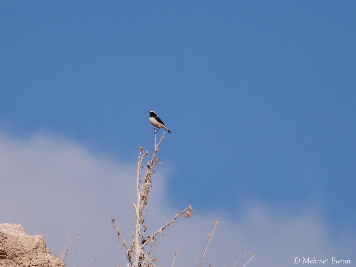 Finsch's Wheatear - ML642964520