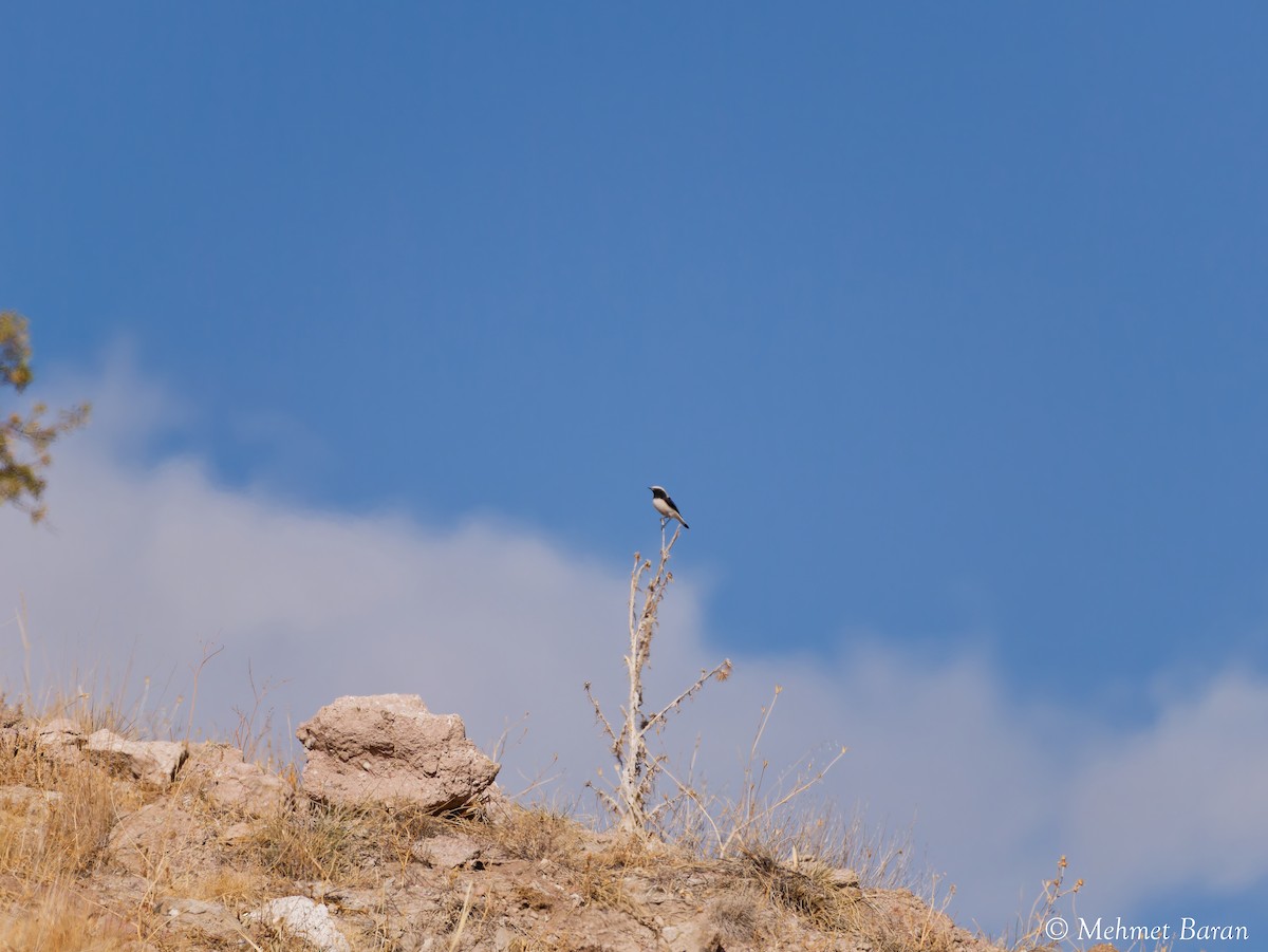 Finsch's Wheatear - ML642964521