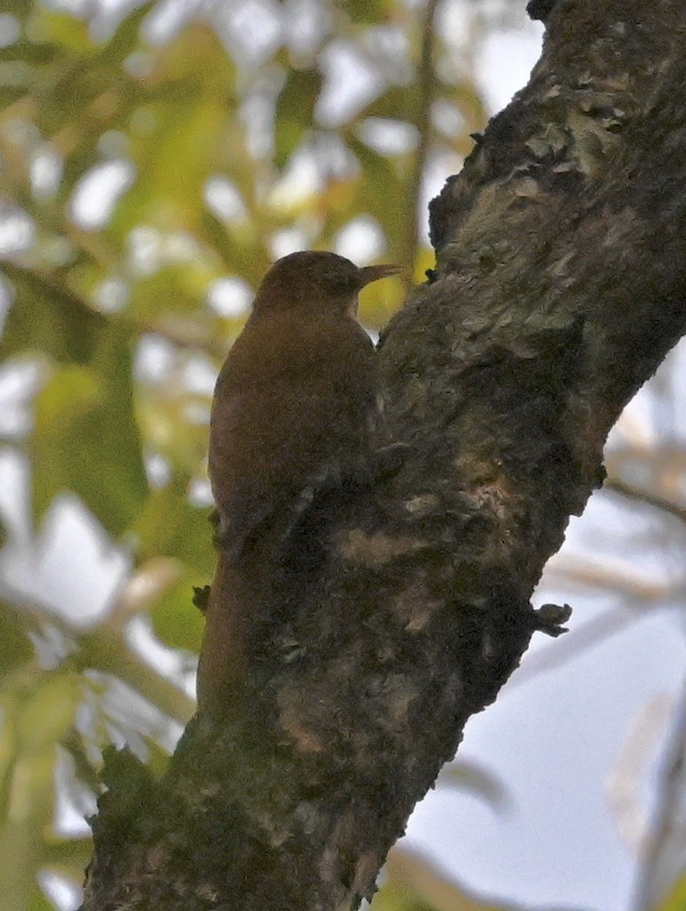 Scaled Woodcreeper - ML642964522