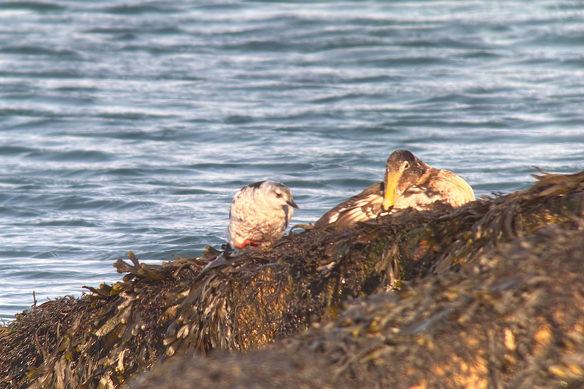 Black Guillemot - ML642964531