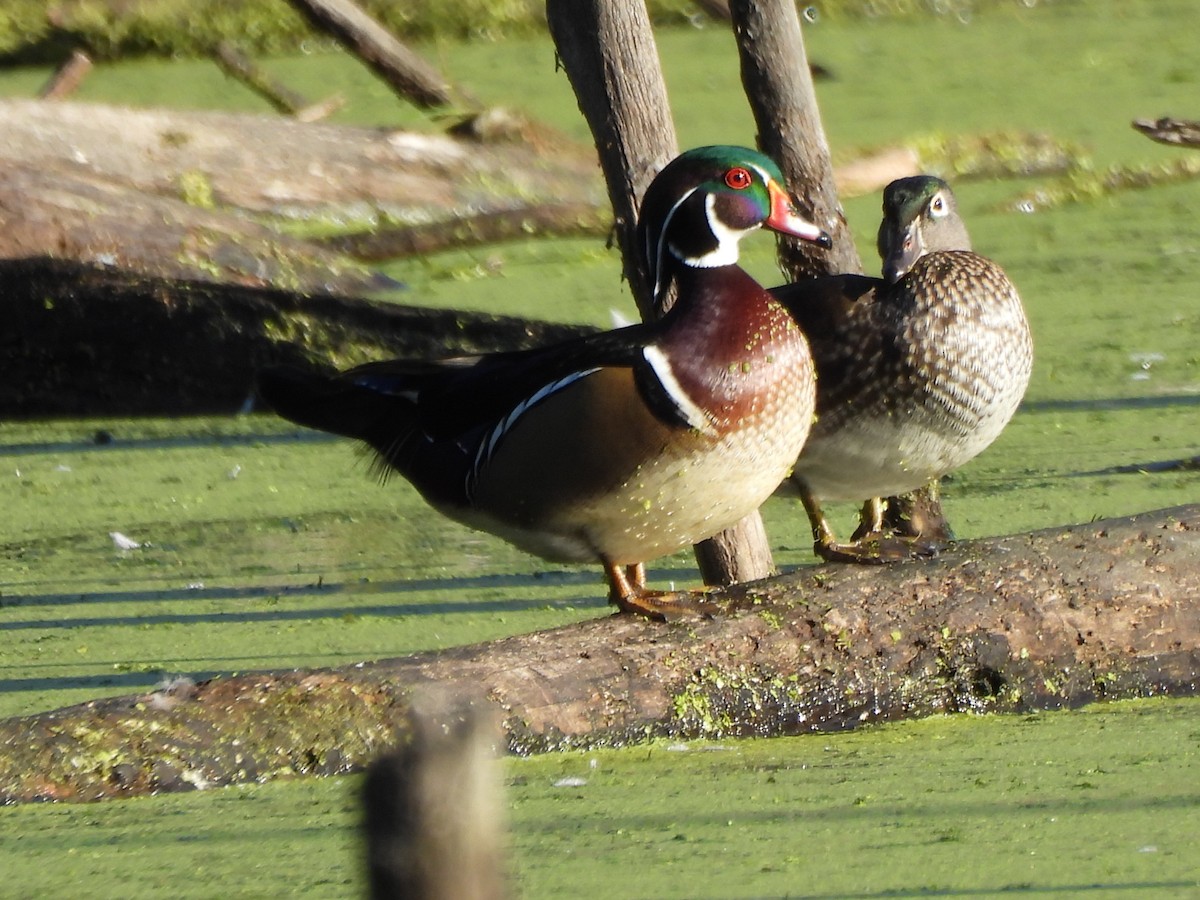 Pato Joyuyo - ML642964539