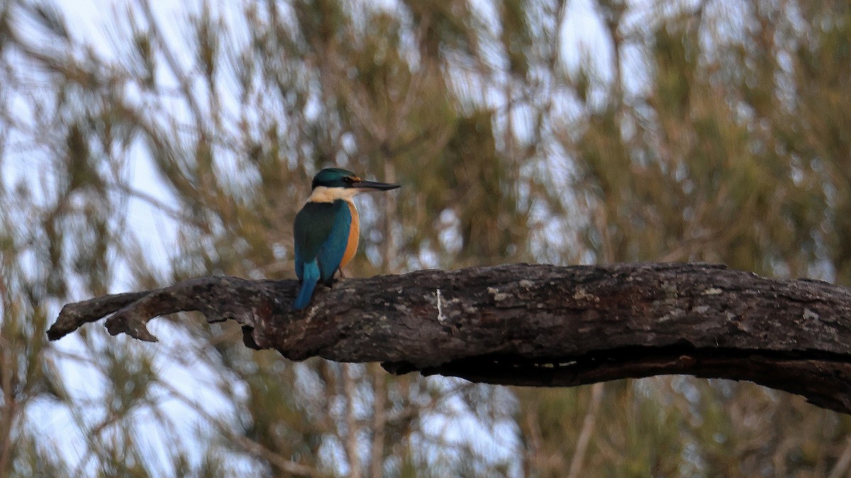 Sacred Kingfisher - ML642964548