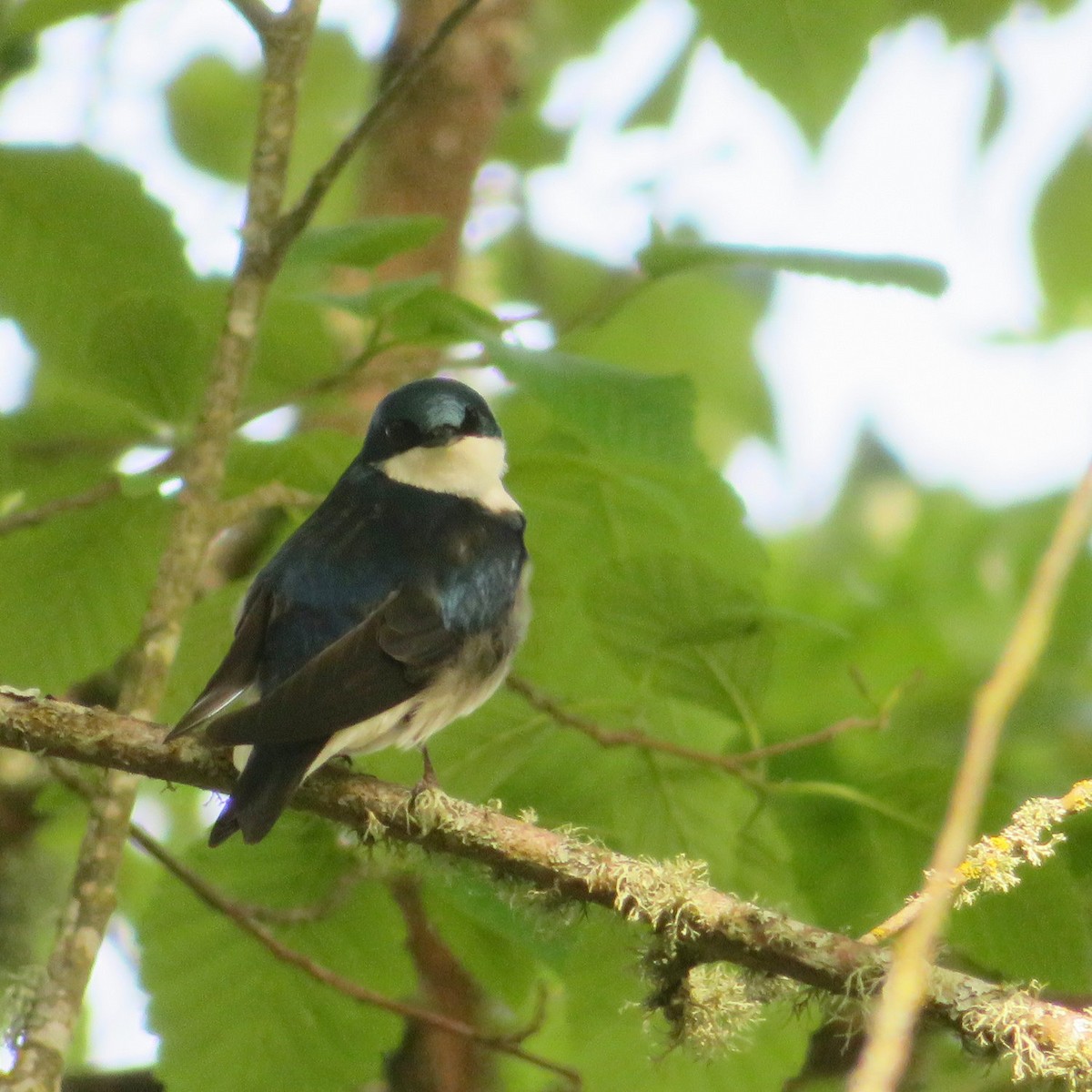 Tree Swallow - ML642964551