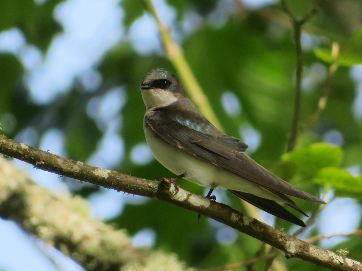 Tree Swallow - ML642964552