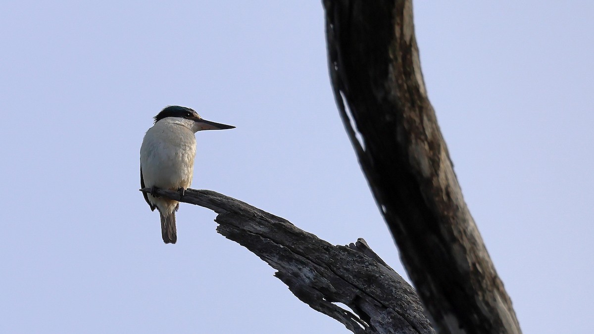 Sacred Kingfisher - ML642964553