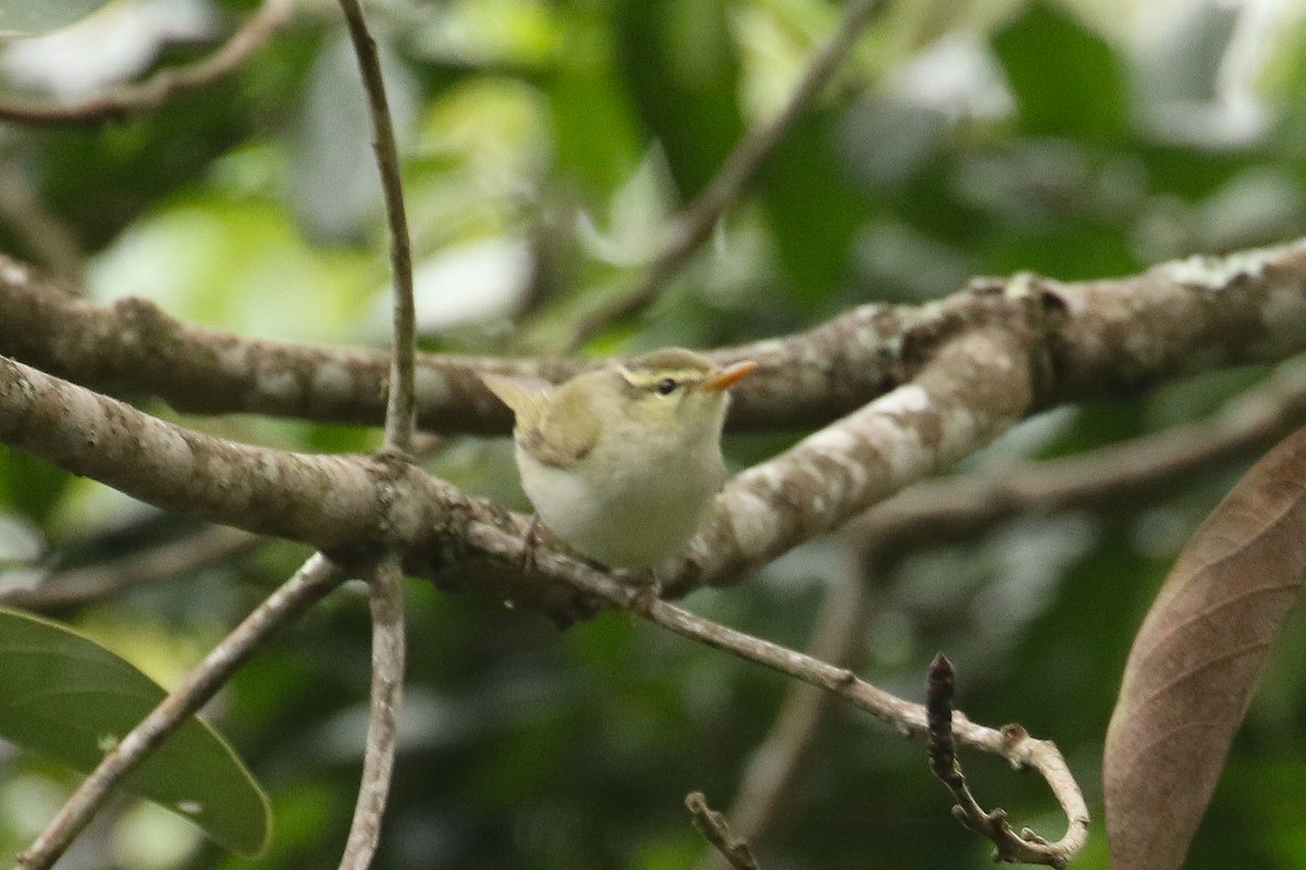 Western Crowned Warbler - ML642964554