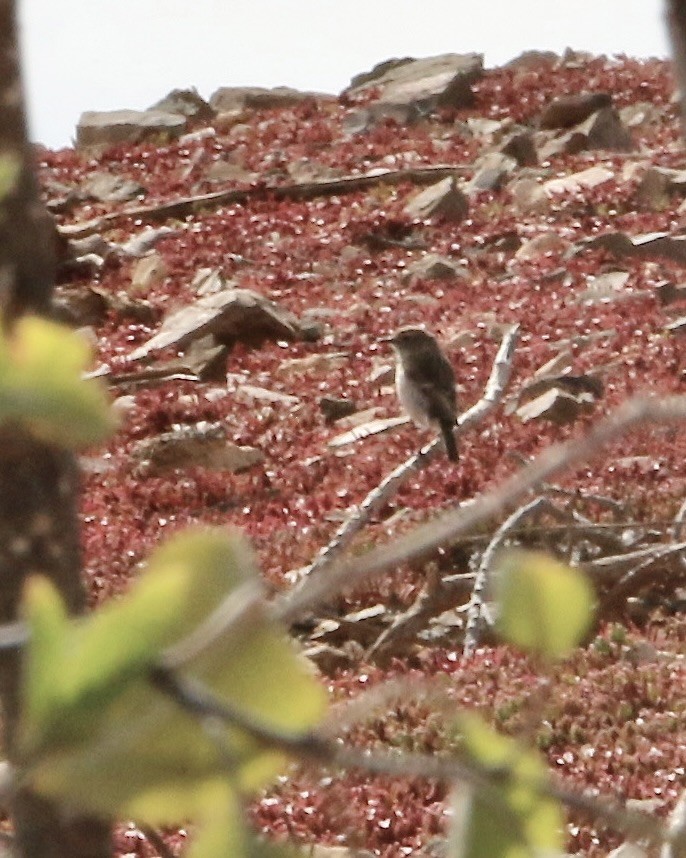 Fuerteventura Stonechat - ML642964555