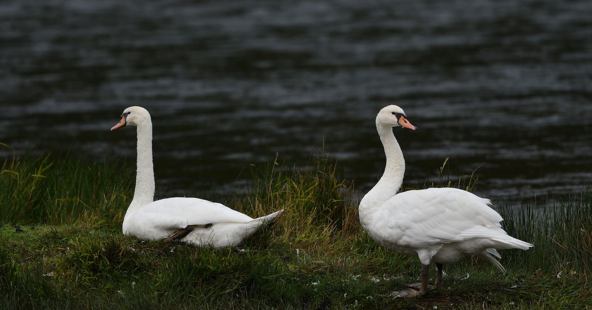 Mute Swan - ML642964557