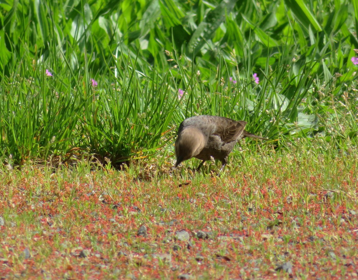 Brown-headed Cowbird - ML642964558