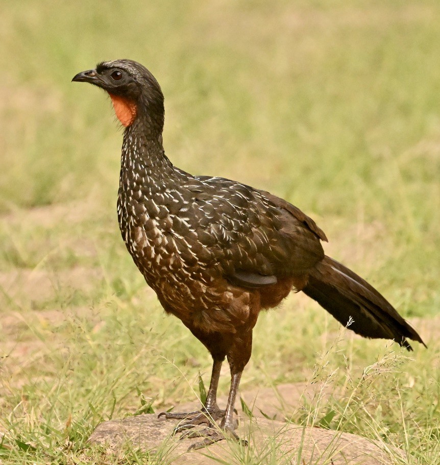 guan tmavonohý - ML642964559