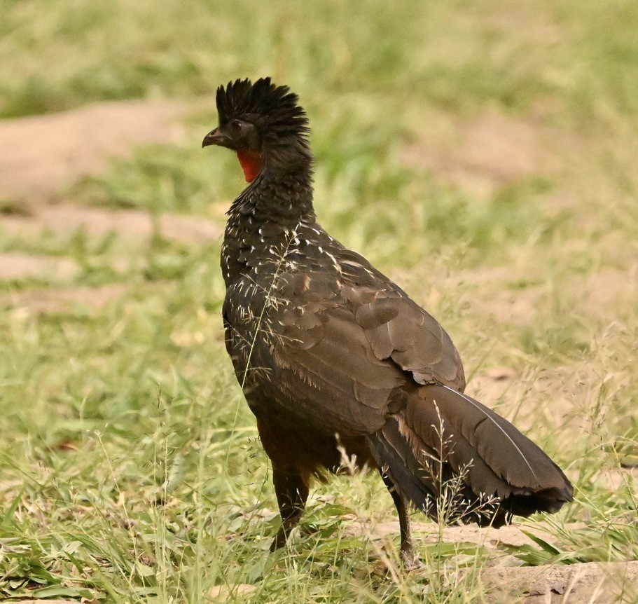 guan tmavonohý - ML642964560