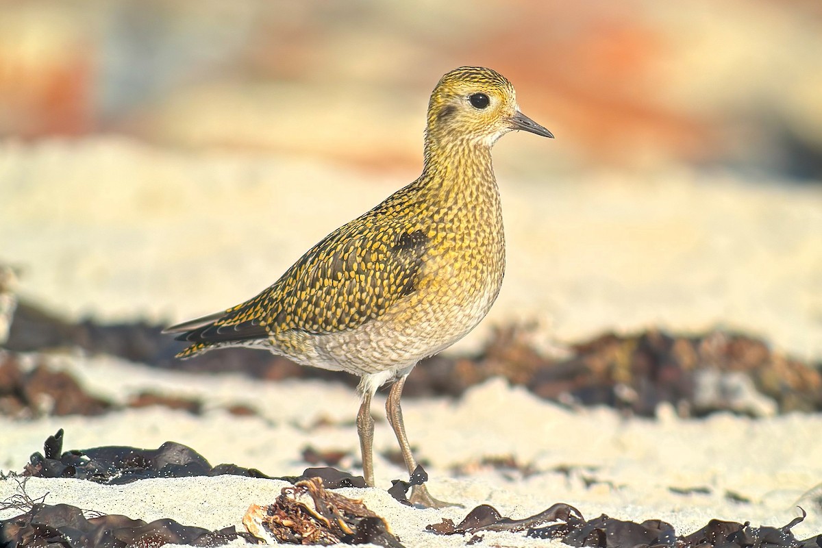 European Golden-Plover - ML642964562