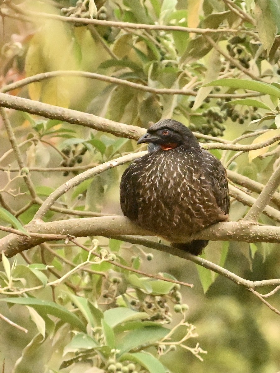guan tmavonohý - ML642964567