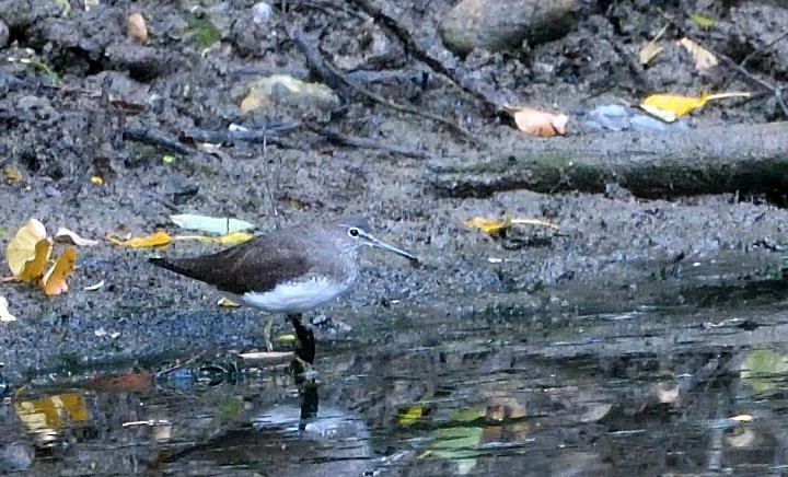Green Sandpiper - ML642964568