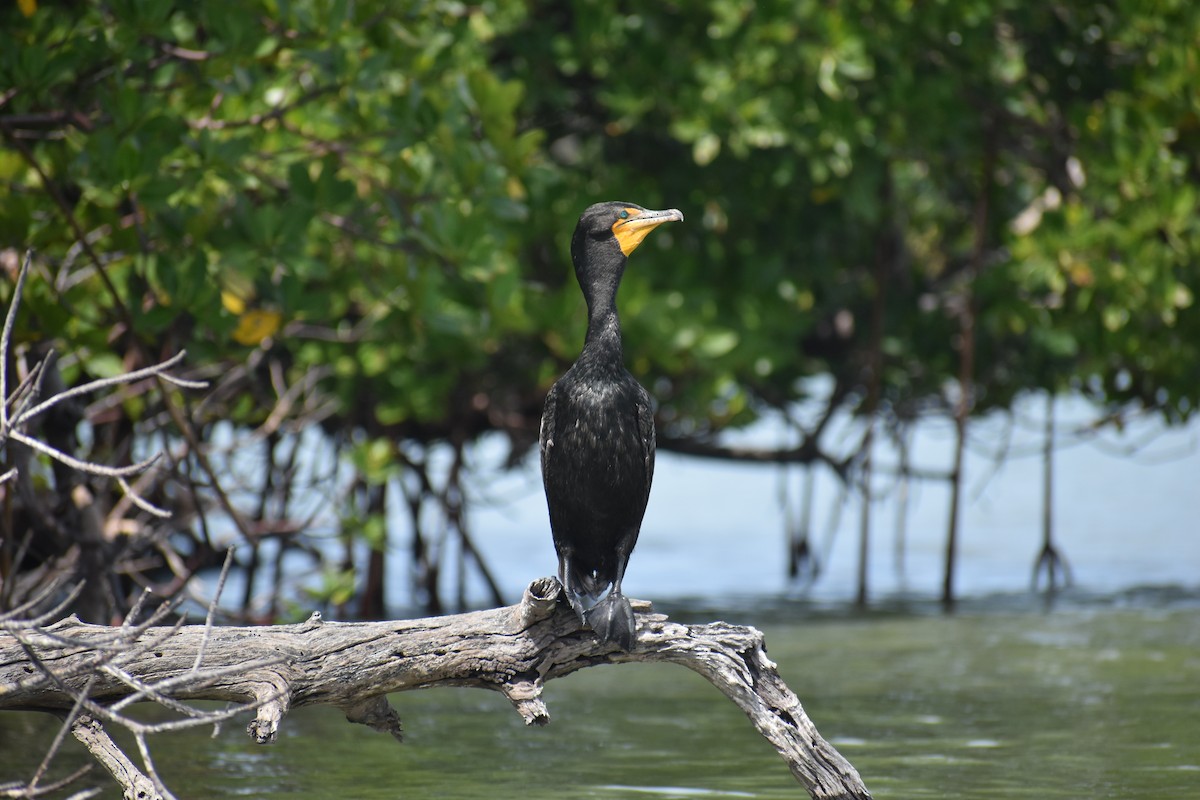 Double-crested Cormorant - ML642964582