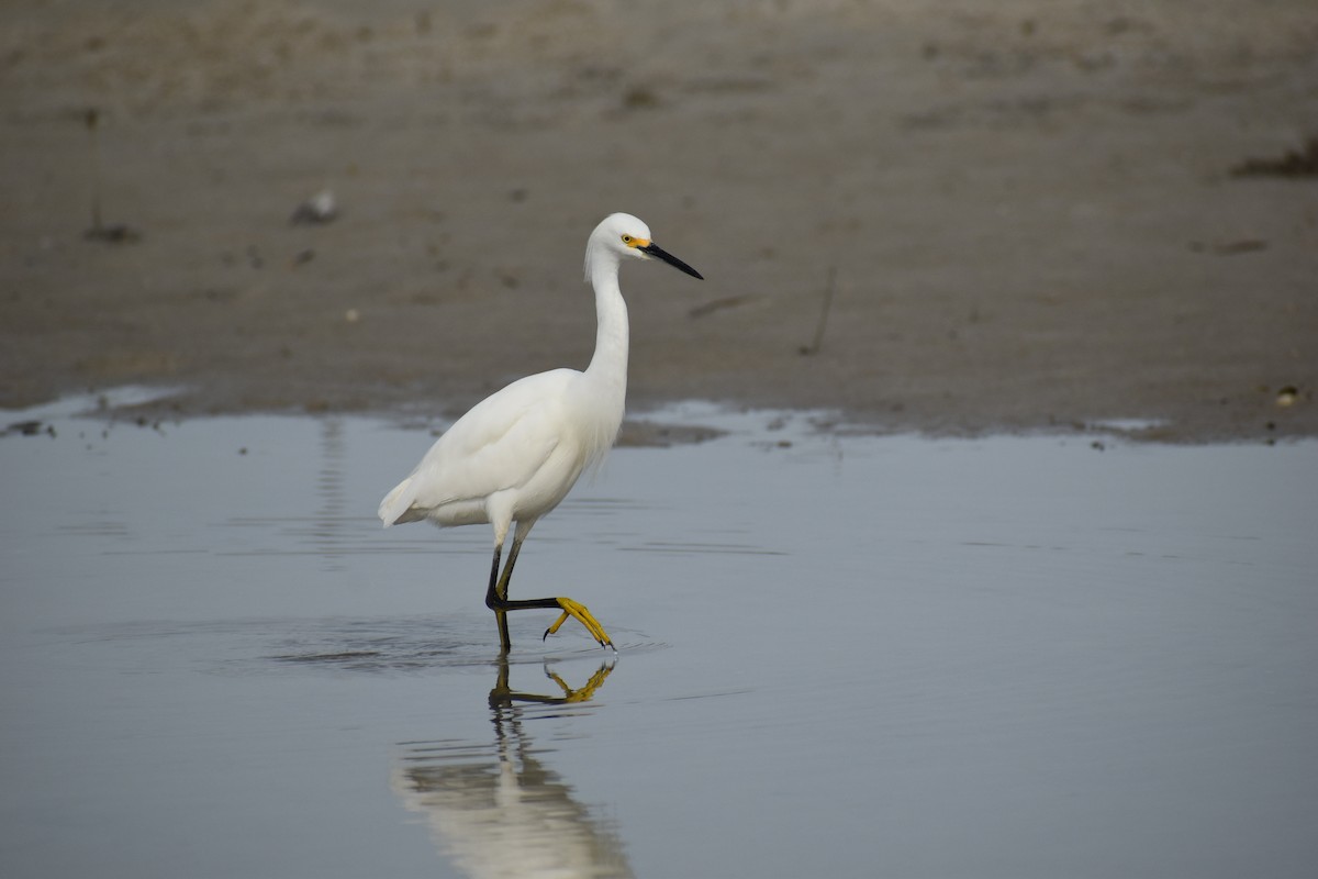 Snowy Egret - ML642964587
