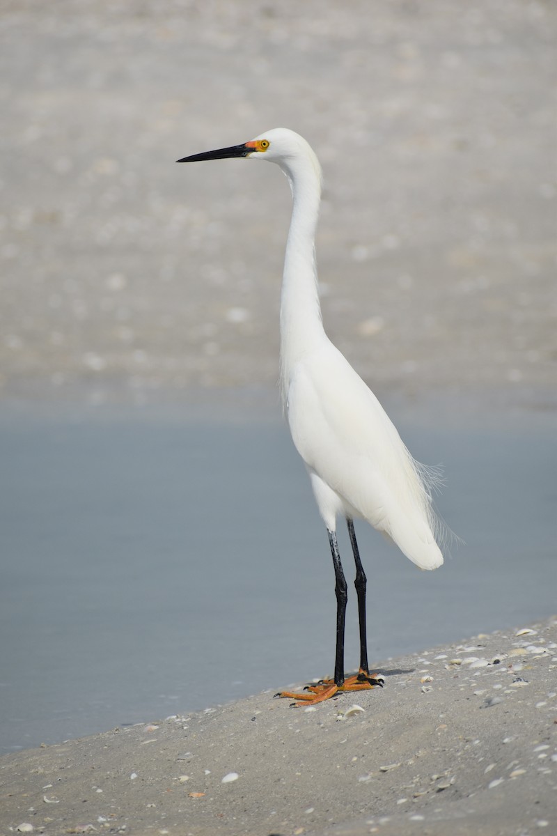 Snowy Egret - ML642964588