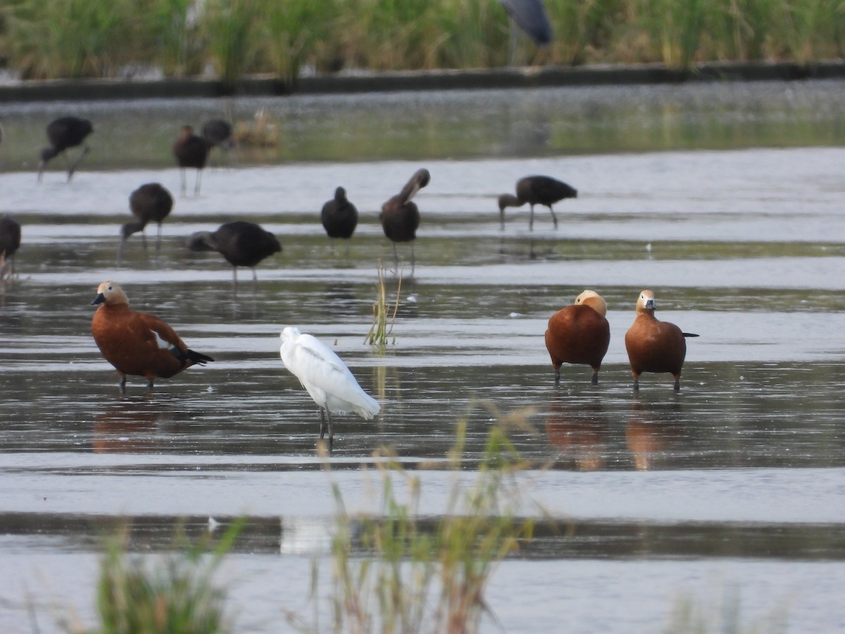 Ruddy Shelduck - ML642964603