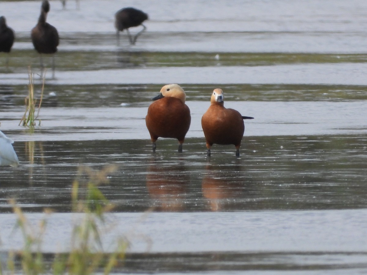 Ruddy Shelduck - ML642964604