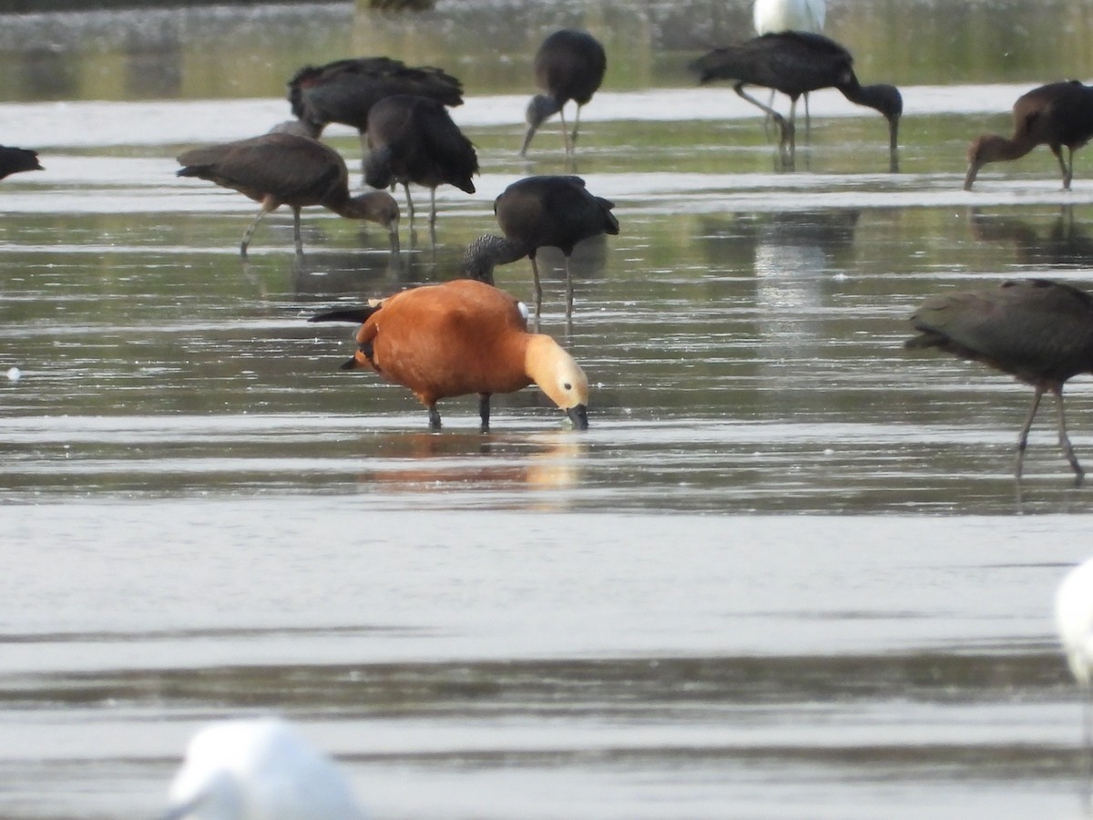 Ruddy Shelduck - ML642964605