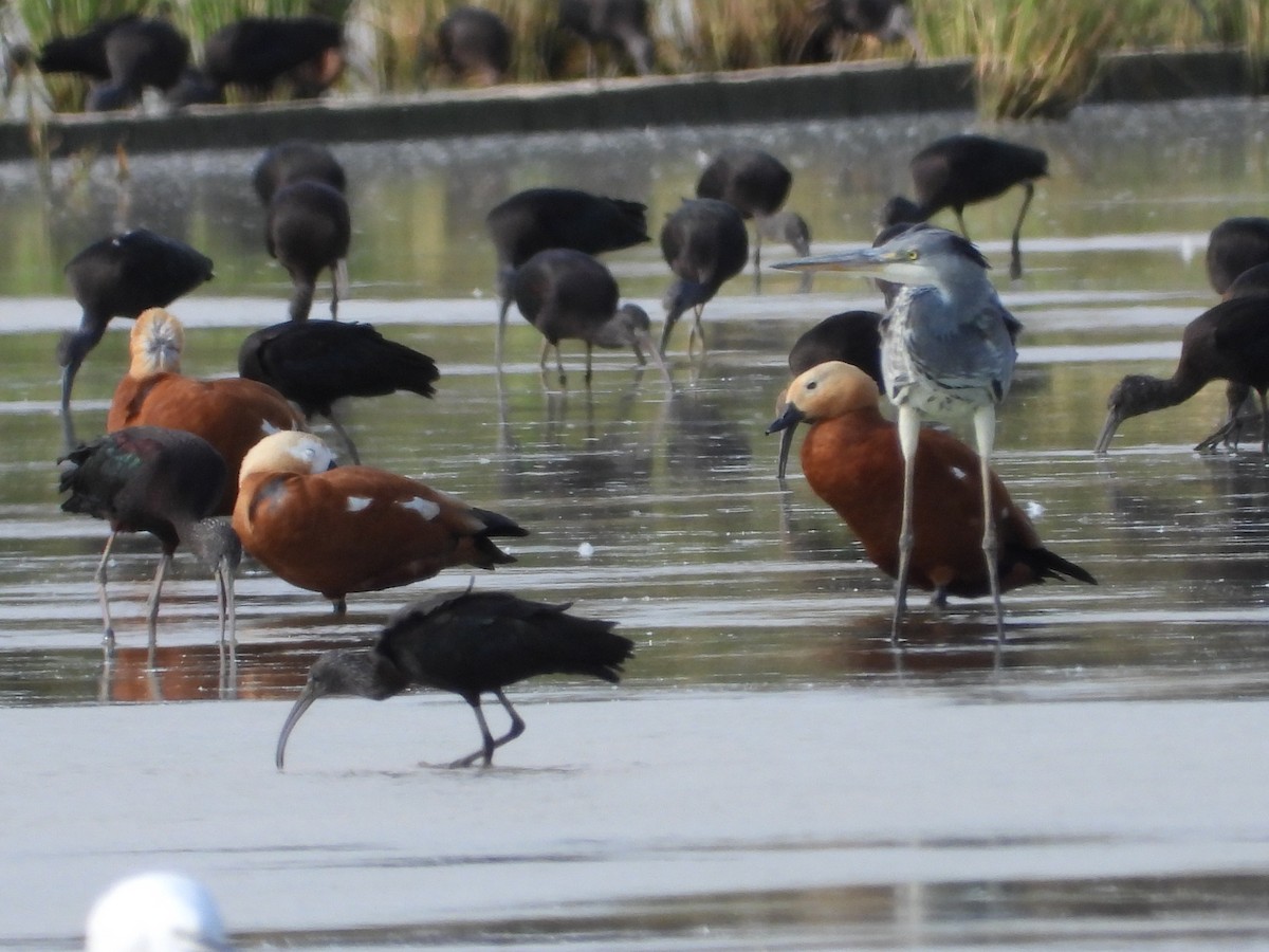 Ruddy Shelduck - ML642964606
