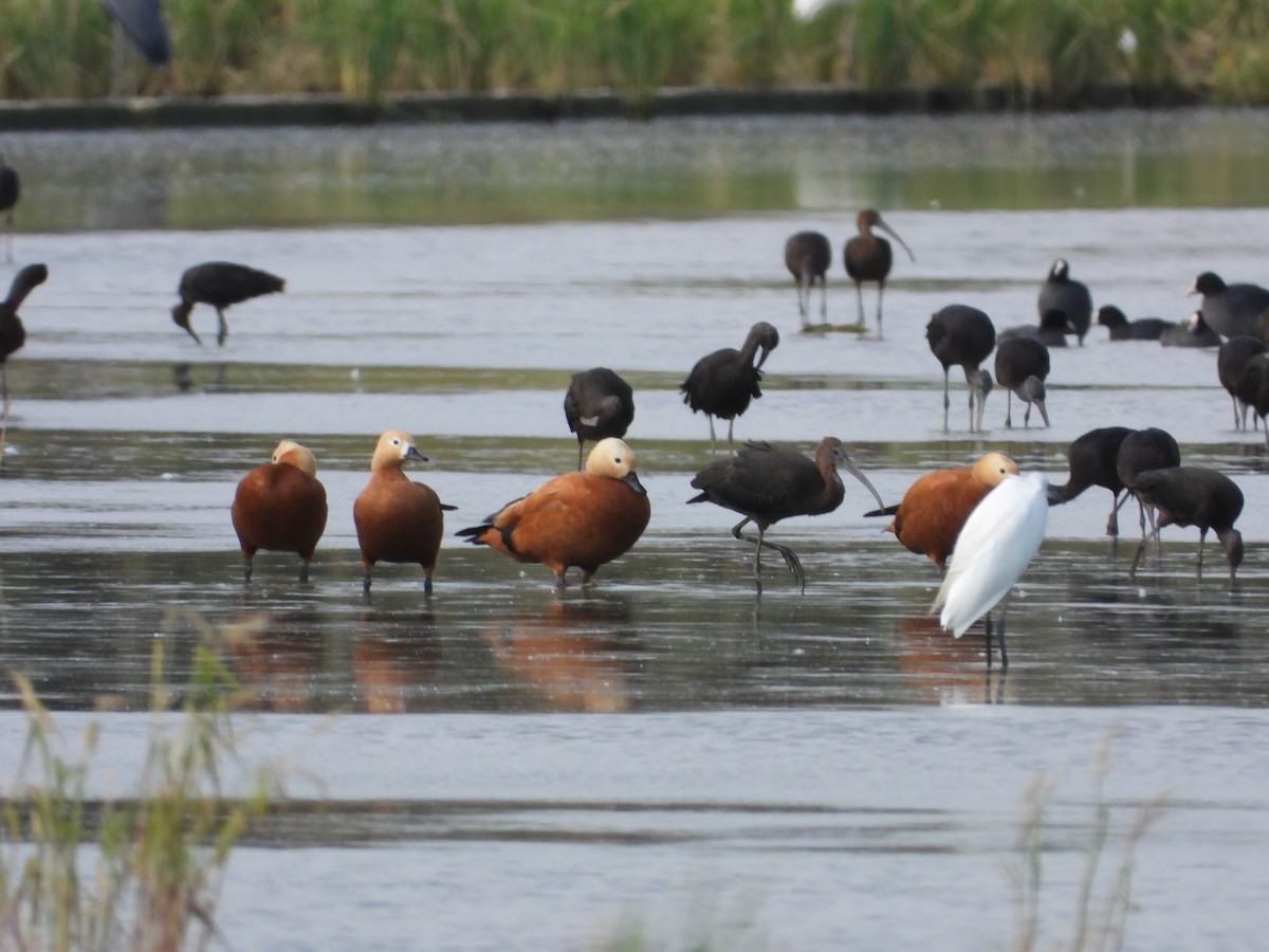 Ruddy Shelduck - ML642964607