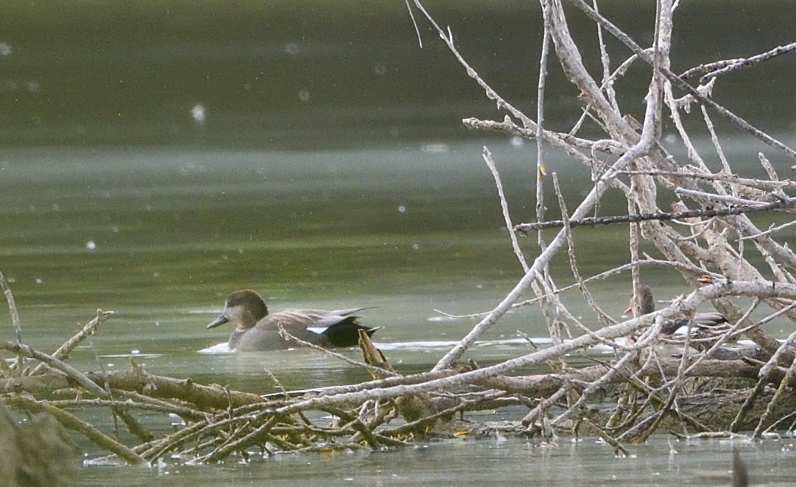 Gadwall - ML642964615