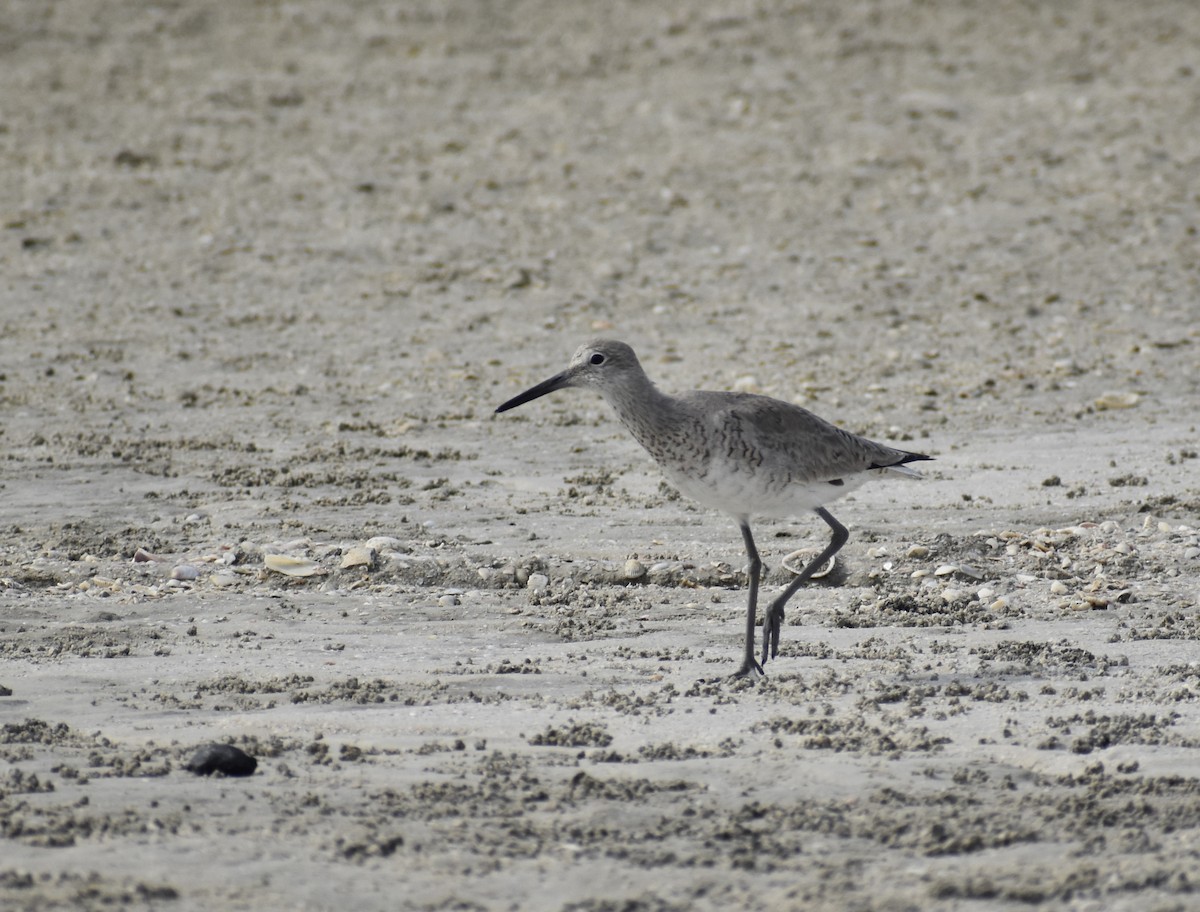 Willet - ML642964617