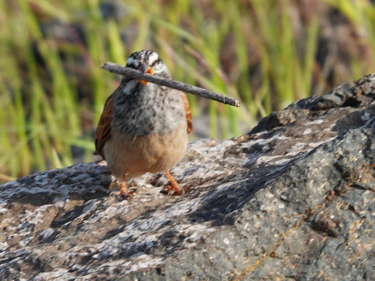 Striolated Bunting - ML642964618