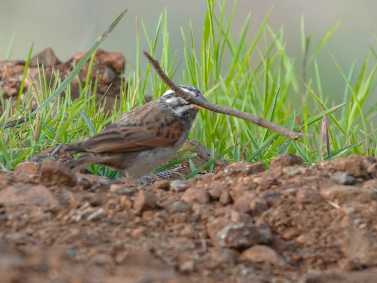 Striolated Bunting - ML642964619