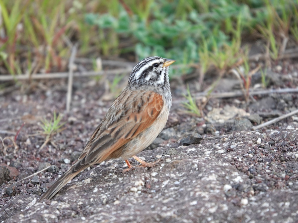 Striolated Bunting - ML642964620