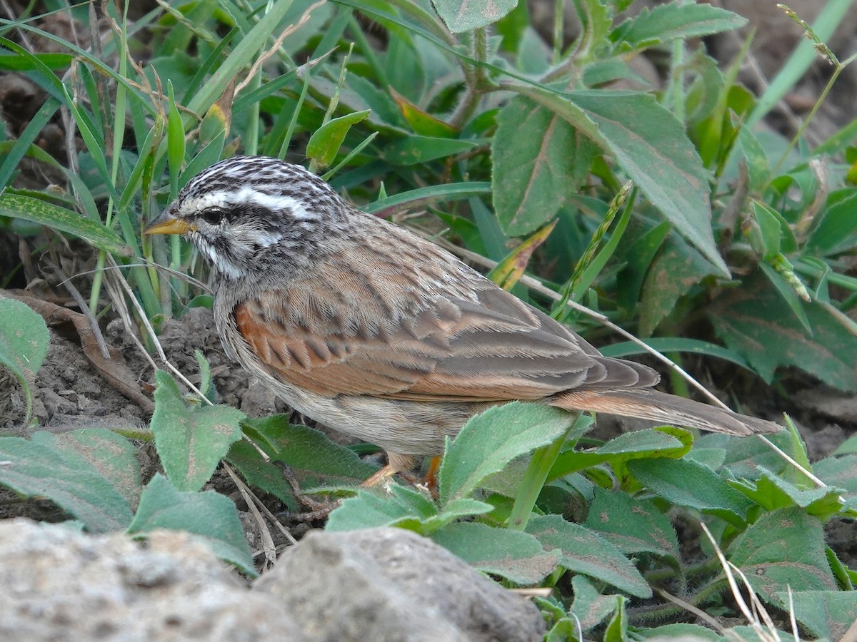 Striolated Bunting - ML642964621