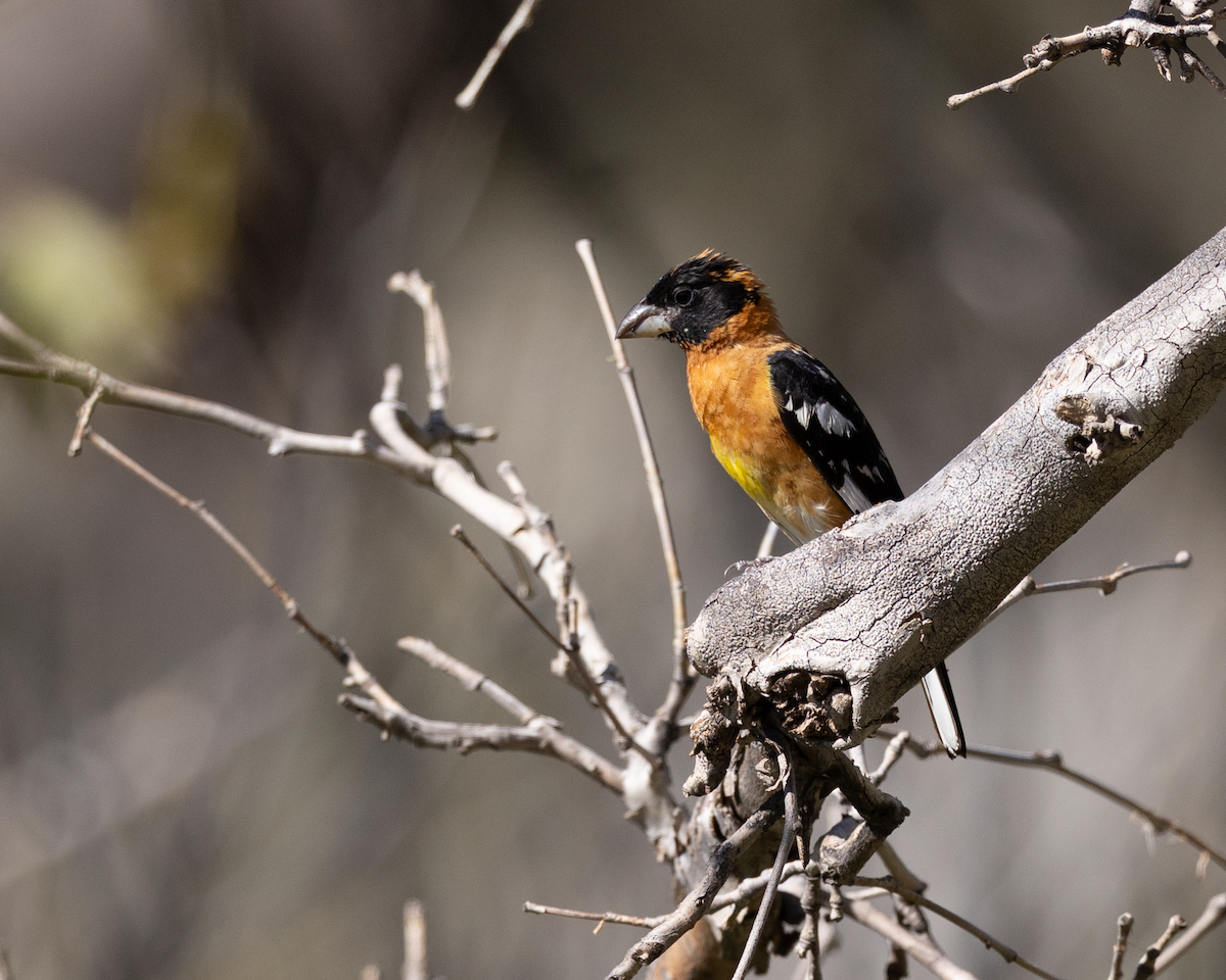 Black-headed Grosbeak - ML642964646