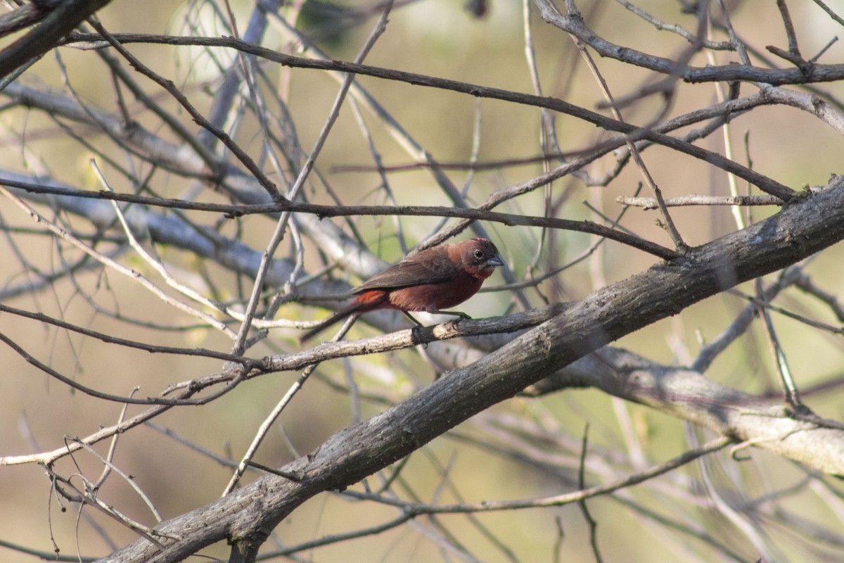 Red-crested Finch - ML642964647