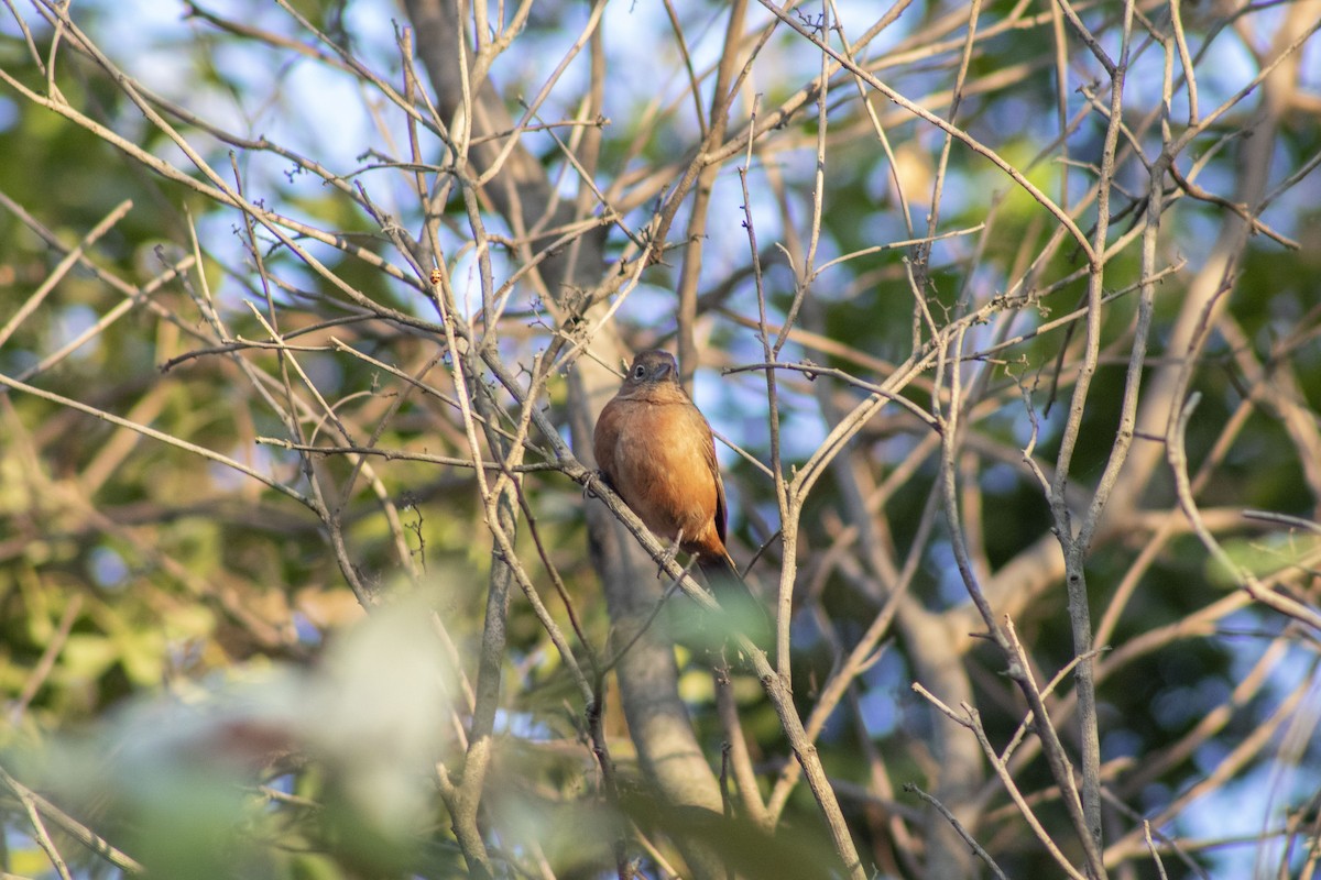 Red-crested Finch - ML642964648