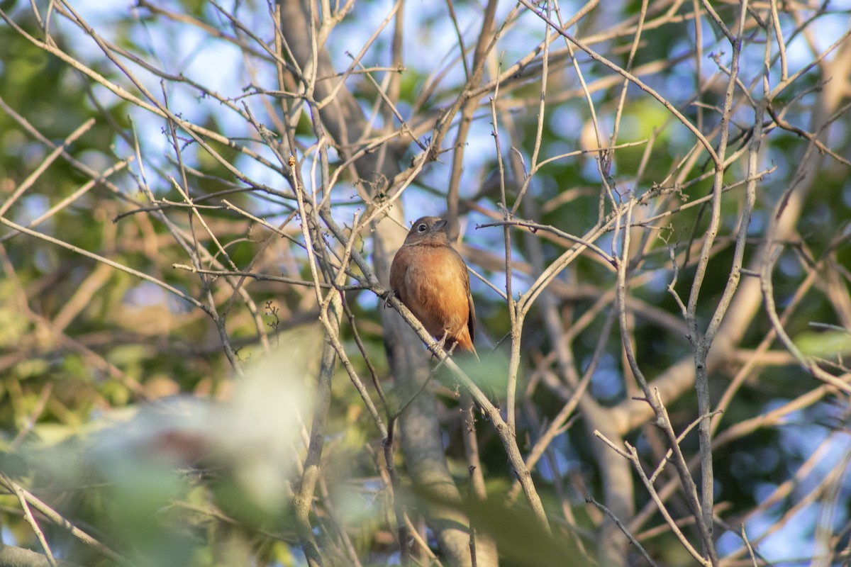 Red-crested Finch - ML642964649