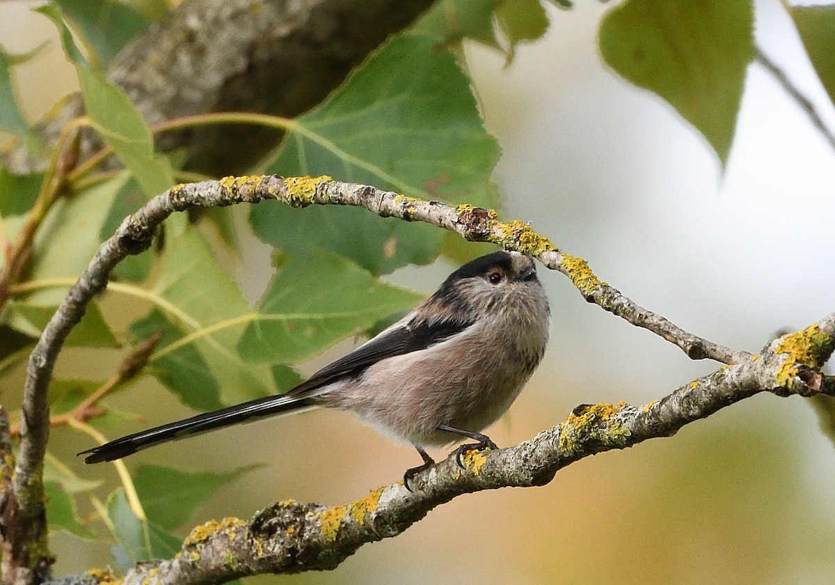 Long-tailed Tit - ML642964658