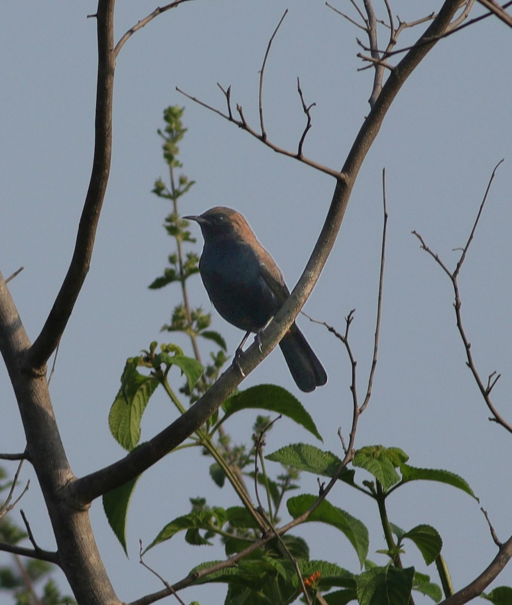 Indian Robin - ML642964666