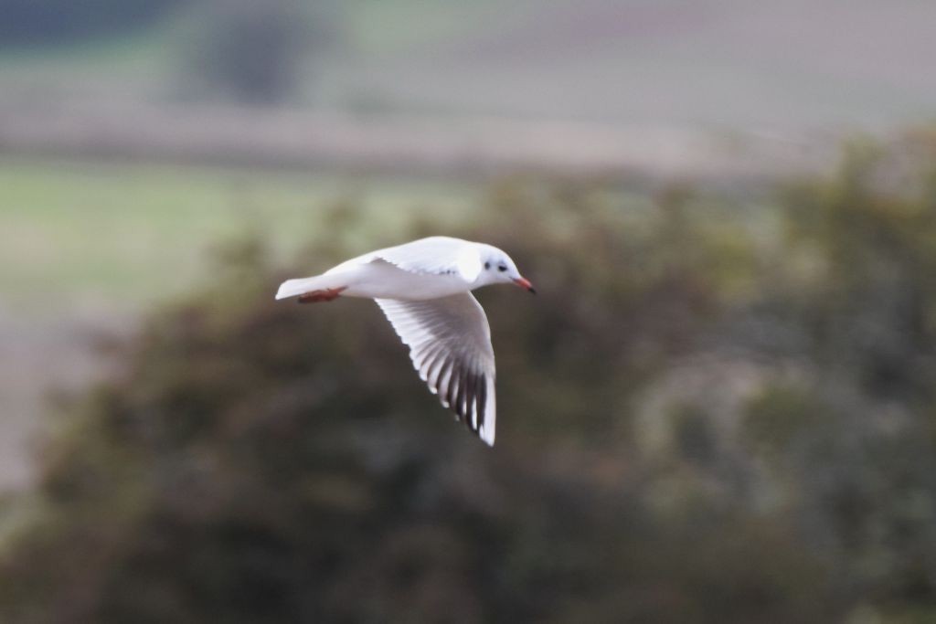 Black-headed Gull - ML642964667