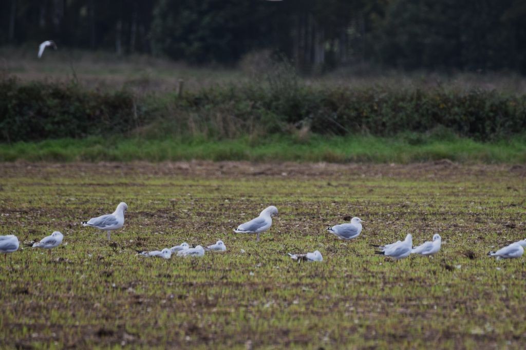 Black-headed Gull - ML642964680