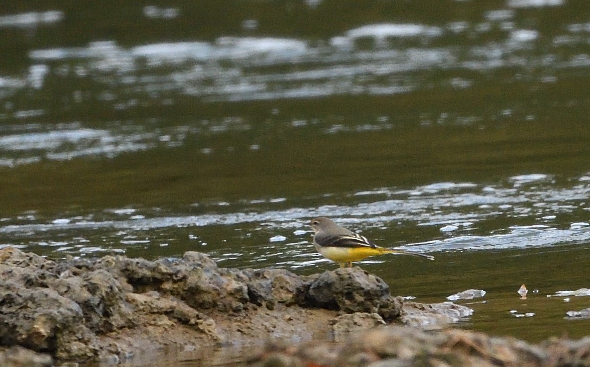 Gray Wagtail - ML642964682